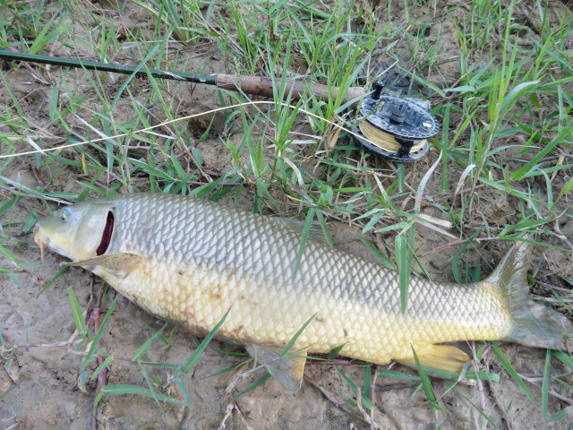 Here is our muddy friend before he had a chance to swim off and give himself a good wash.