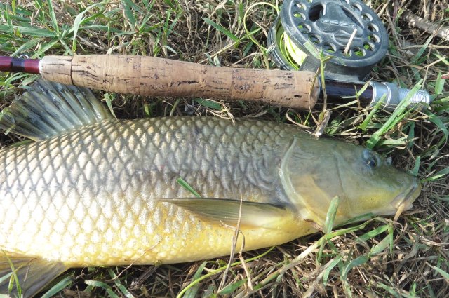 This gypsy barbel took a dry fly - a Royal Wulff.