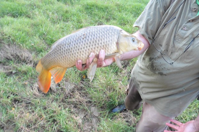 The orange colour on the tail and anal fin is very distinctive on this fish.