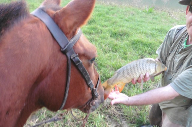 A horse admires the fish.