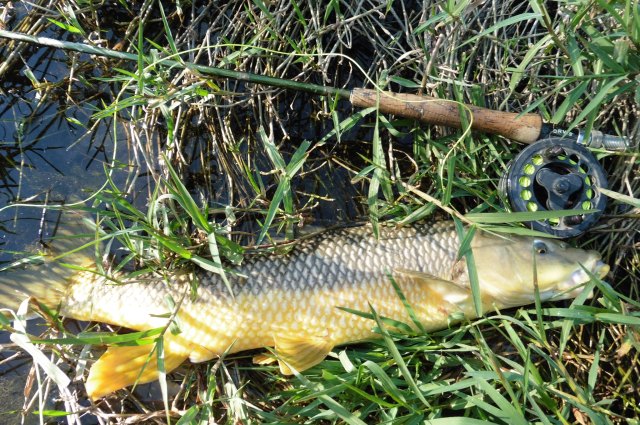 I caught 8 barbel and this was the best of them. It took the big ugly nymph that I used to overcome difficulties trying to cast a very lightweight fly on a long leader.