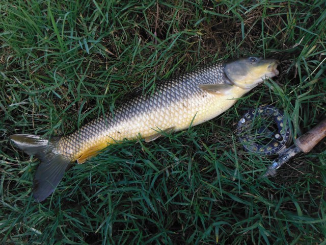 This is one of a couple of gypsy barbel taken before the crowds descended!