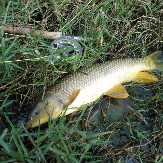 The first of the year! further downstream I managed to catch a carp and another 8 gypsy barbel.