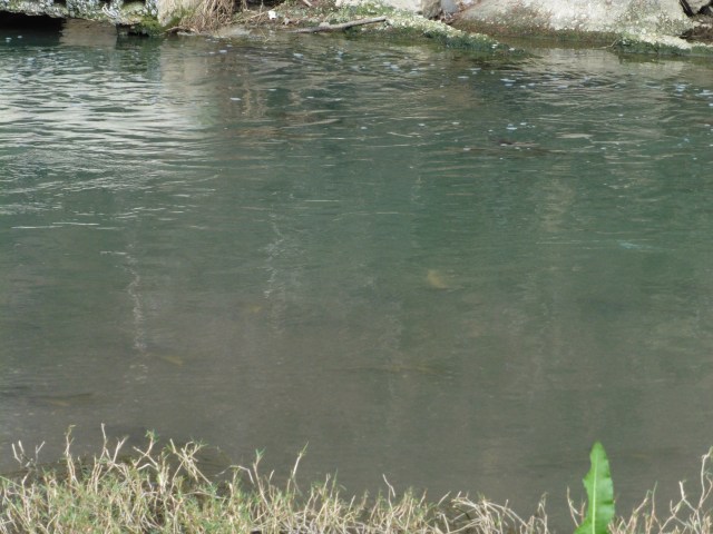 In the foreground you can see the pale bellies of several fish. Close to the far bank a number of fish at the surface were regularly rising to tiny insects in the film.