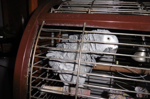 Back at Café Europa the African Grey was in sparkling form. I learned from the lady there that he is called Gregorio.