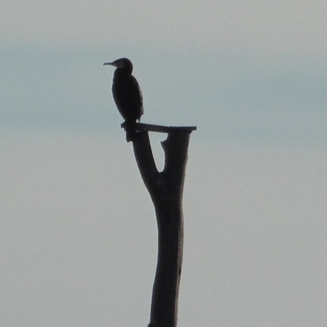 There were cormorants wherever we looked.