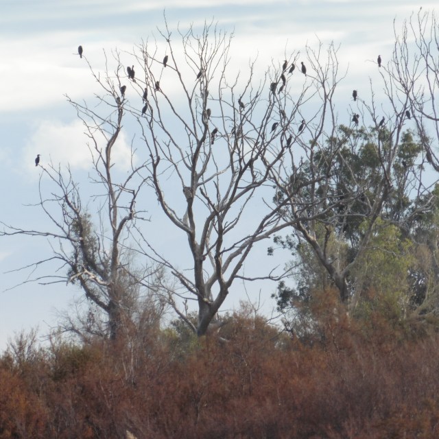 Here they are chilling in the trees.