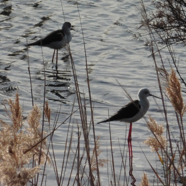 Black-winged stilts have, in proportion to their size, enormously long legs but they don´t have very long necks. So, even though they can wade out to a respectable depth, they feed on insects and stuff right in the surface film.