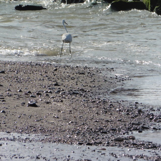 The little egret is much more closely associated with water and are often to be found on the river. This one is standing right at one of the the two places that the Guadalhorce enters the sea.