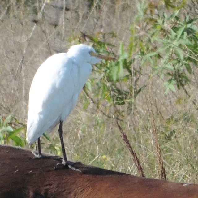 This is a cattle egret hitching a ride on a horse. They will often stand on horses and cattle!