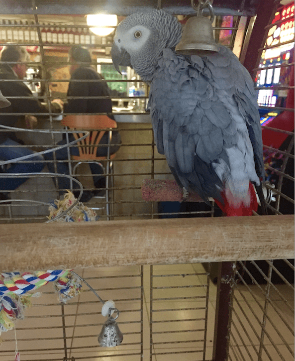 Our first specimen was spotted as we were having breakfast.