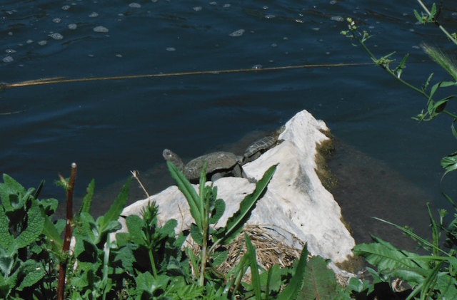 Screen Shot 2016-03-29 at 18.27.47