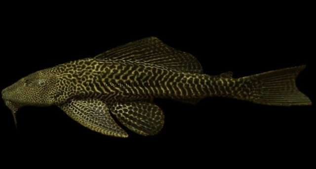 Screen Shot 2016-04-10 at 16.29.40