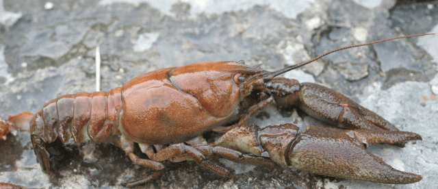 Screen Shot 2016-07-25 at 12.39.47