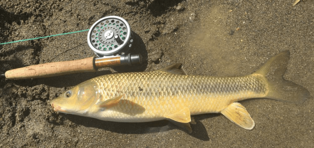 Screen Shot 2017-08-14 at 11.58.00