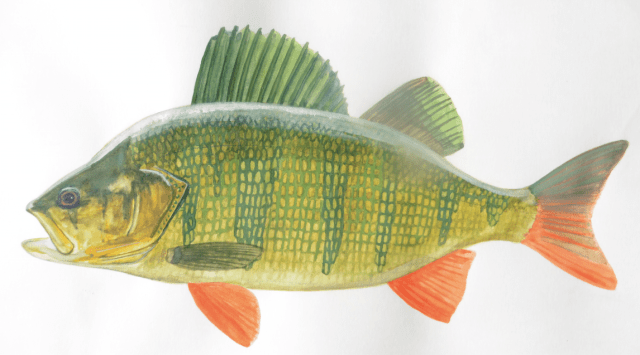 Screen Shot 2017-10-21 at 12.17.03