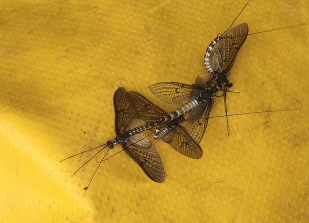 Screen Shot 2018-06-28 at 12.21.00