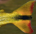 Screen Shot 2018-08-26 at&nbsp;13.52.37