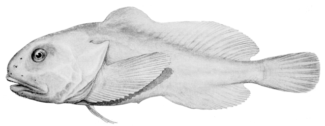 Screen Shot 2018-11-16 at 10.20.46