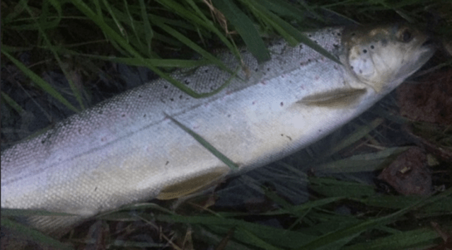 Screen Shot 2019-12-02 at 20.28.50