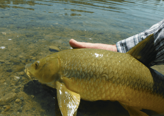 Screen Shot 2020-05-12 at 12.39.58