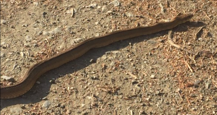 Screen Shot 2020-05-28 at 16.49.27