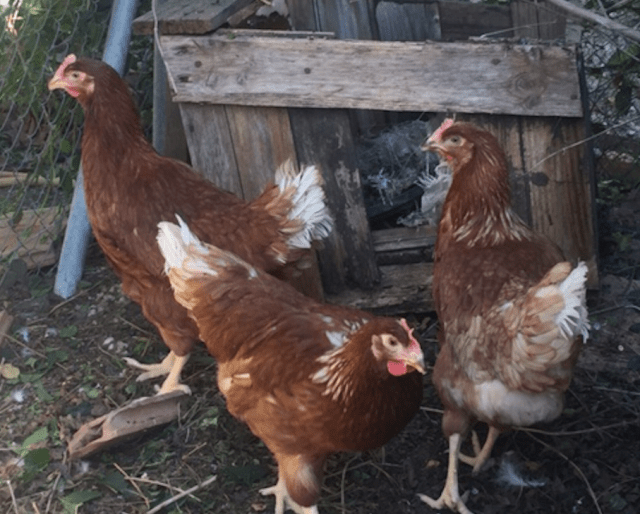 Screen Shot 2020-06-13 at 18.23.32